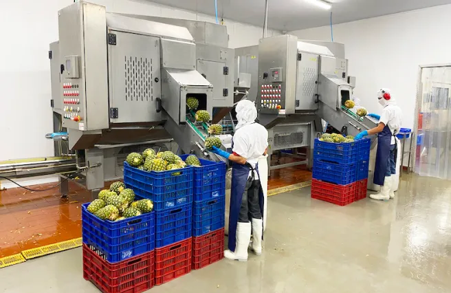 Trabajadores de Caminos del Sol procesando frutas y vegetales.